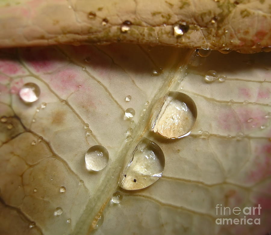 Raindrops Photograph by Michelle Meenawong