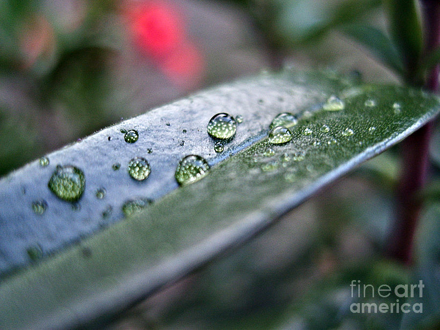 Raindrops Photograph by Nina Ficur Feenan