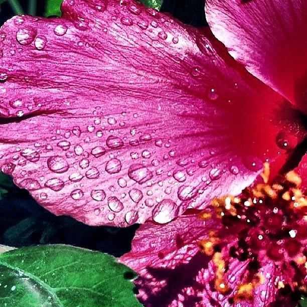 Bd Photograph - Raindrops On A Hibiscus Petal Sparkle by Vicki Damato