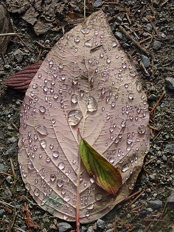 Nature Mixed Media - Raindrops on a Leaf by Janet Ashworth