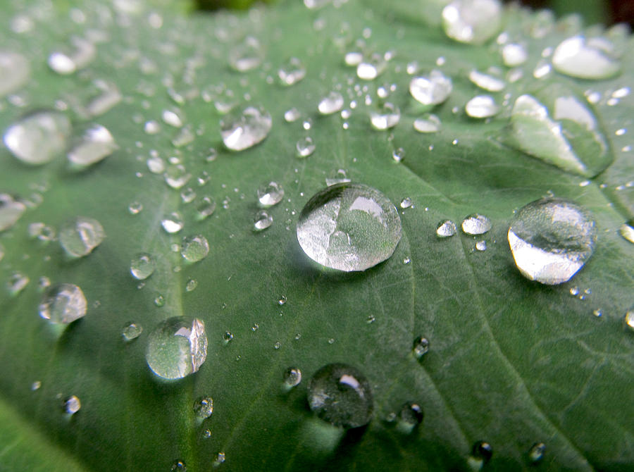 Raindrops on a leaf Photograph by Melinda Saminski