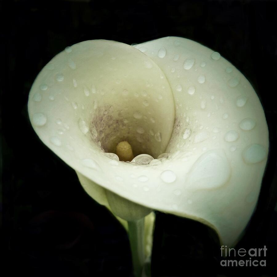 Raindrops on a Lily Photograph by Patricia Strand