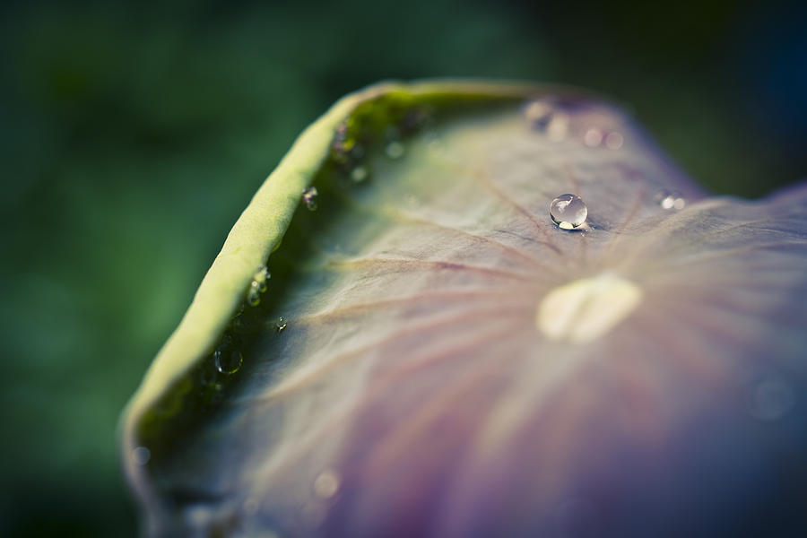 Abstract Photograph - Raindrops On A Lotus Leaf by Priya Ghose