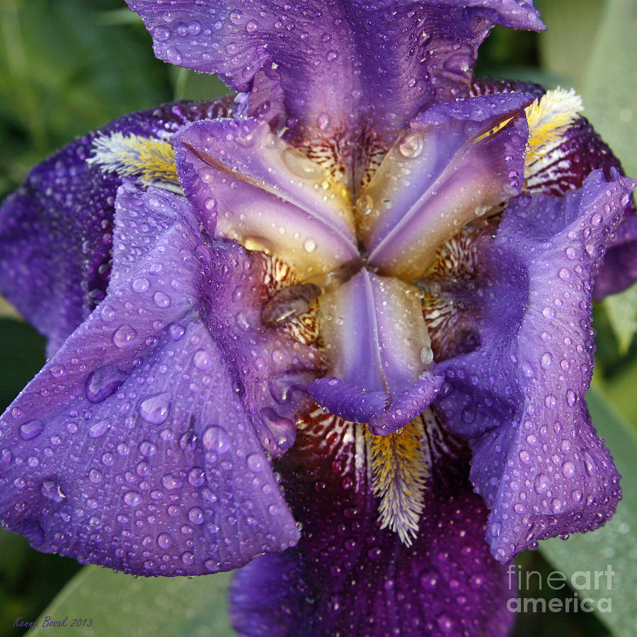 Raindrops on a Purple Eleanor Roosevelt Bearded Iris Photograph by Kenny Bosak