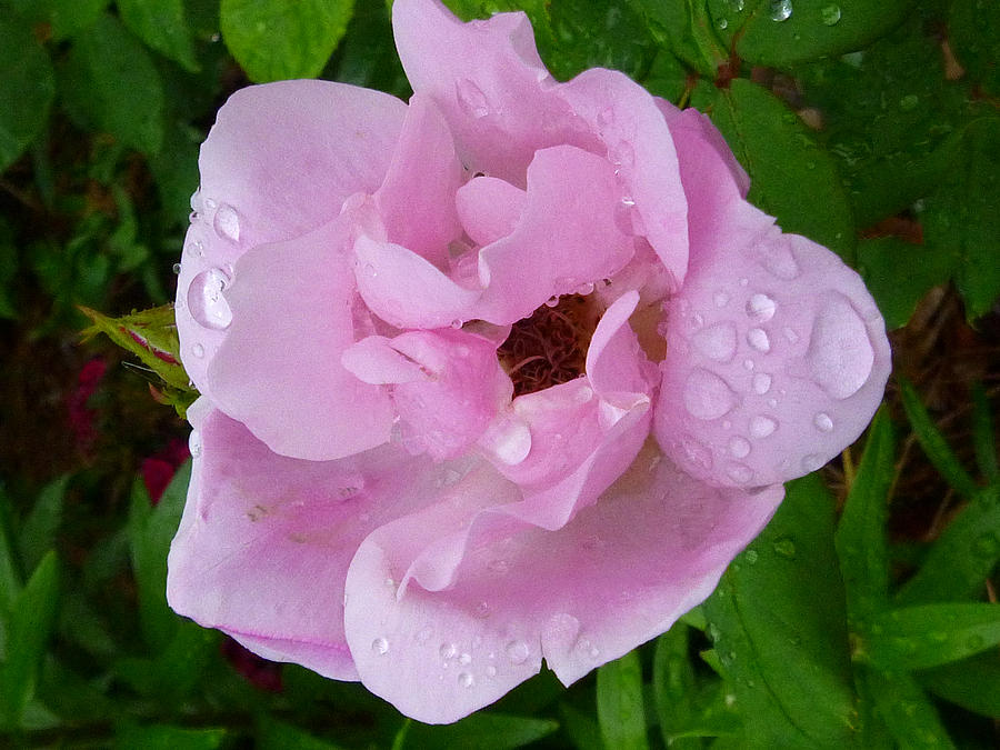 Raindrops on a rose Photograph by Ellen Paull