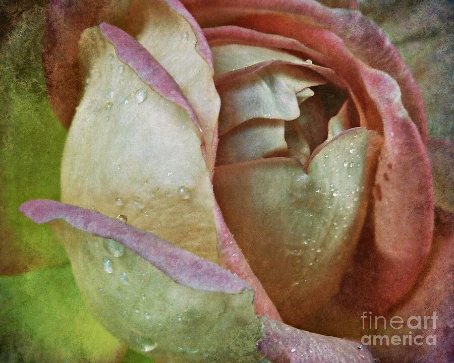 Raindrops on a Rosebud Photograph by Patricia Strand
