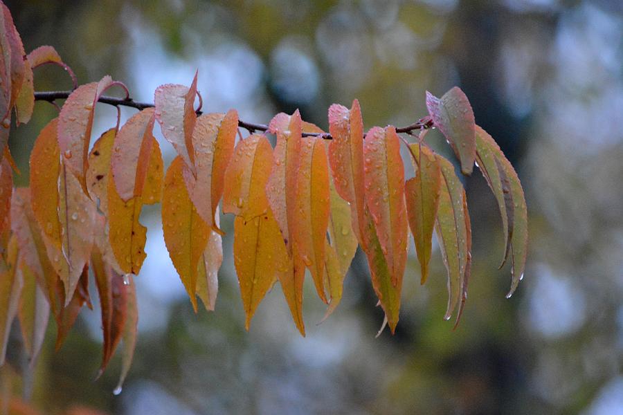 Abstract Photograph - Raindrops on Autumn Leaves by Karen Majkrzak