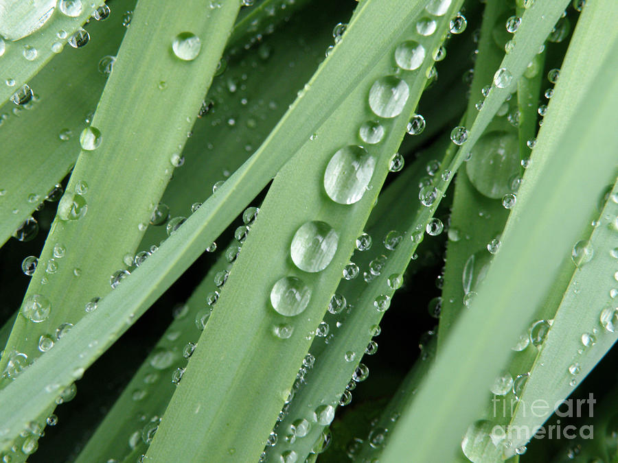 After The Storm Photograph - Raindrops on Blades of Grass by Amy Cicconi