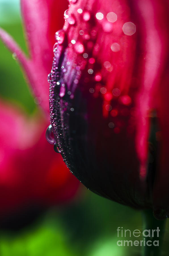 Nature Photograph - Raindrops on Blossom by Thomas R Fletcher