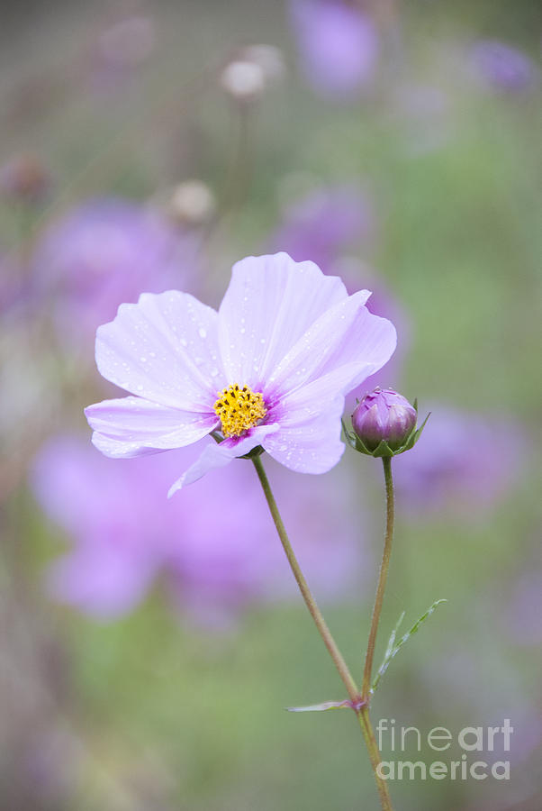 Fall Photograph - Raindrops on Cosmos by Juli Scalzi