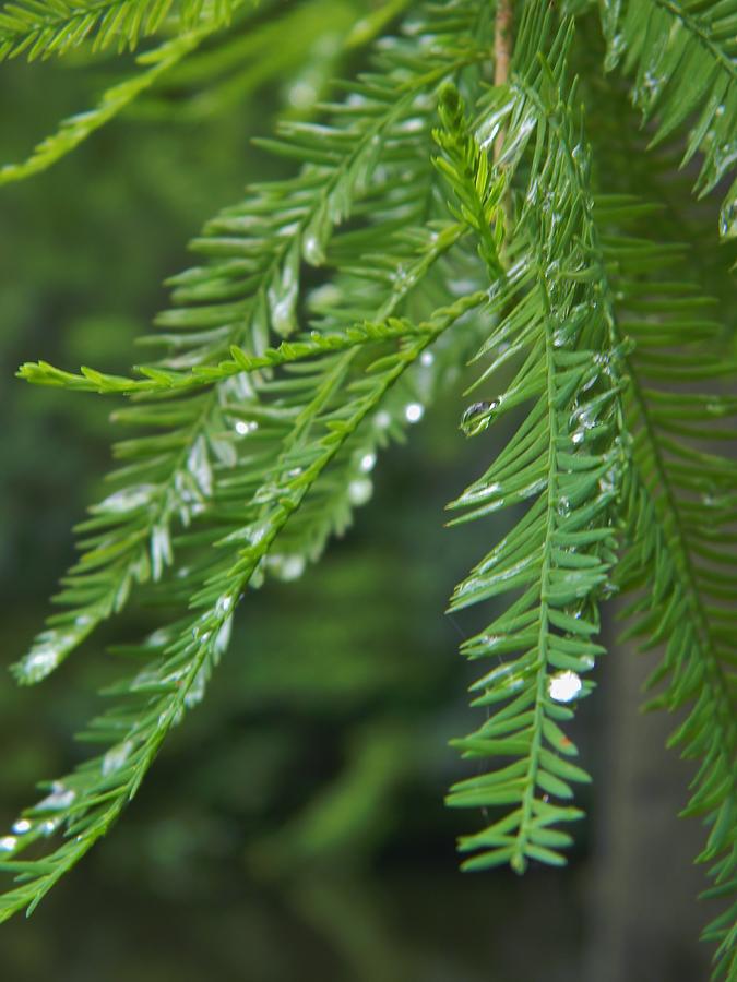 Raindrops on Cypress Photograph by Warren Thompson