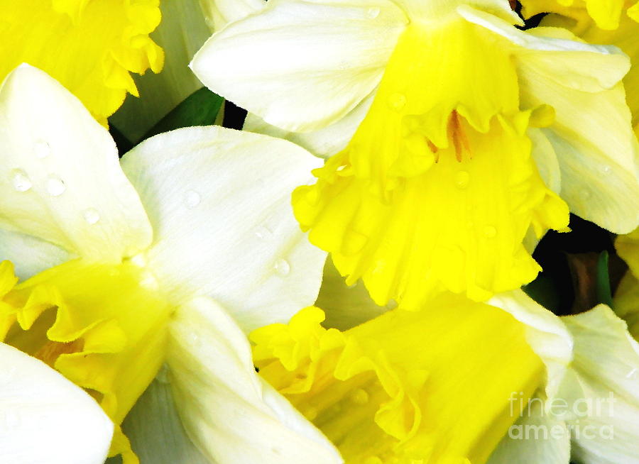 Raindrops on Daffodils Macro with Oil Painted Effect Photograph by Rose Santuci-Sofranko