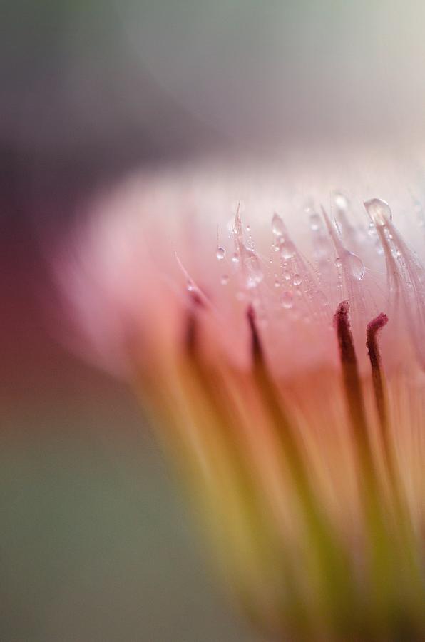 Nature Photograph - Raindrops on Dandelion Flower by Marianna Mills