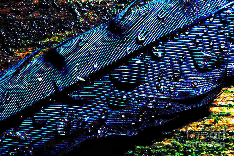 Raindrops on Feather Photograph by Thomas R Fletcher