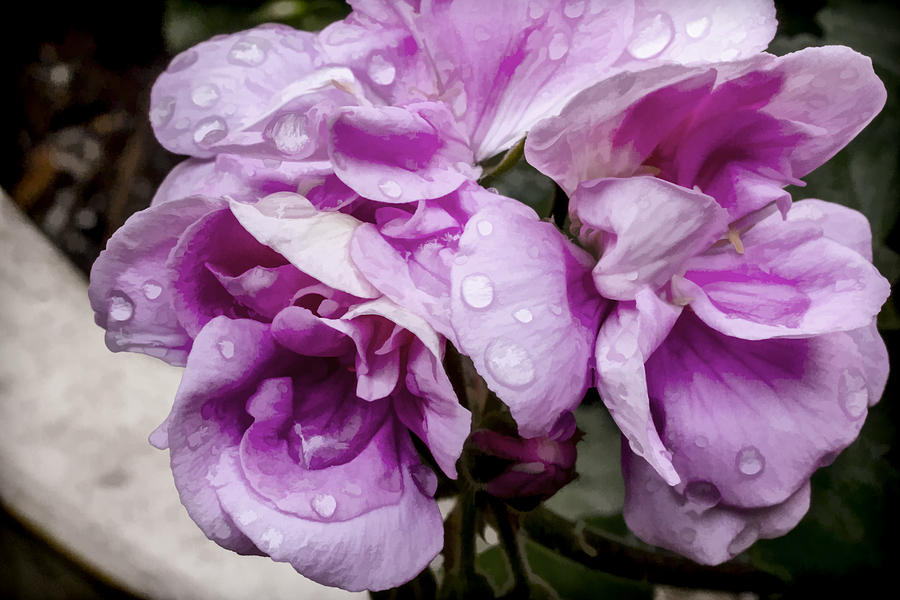 00005 Raindrops on Geranium Flowers Digital Art by Photographic Art by Russel Ray Photos