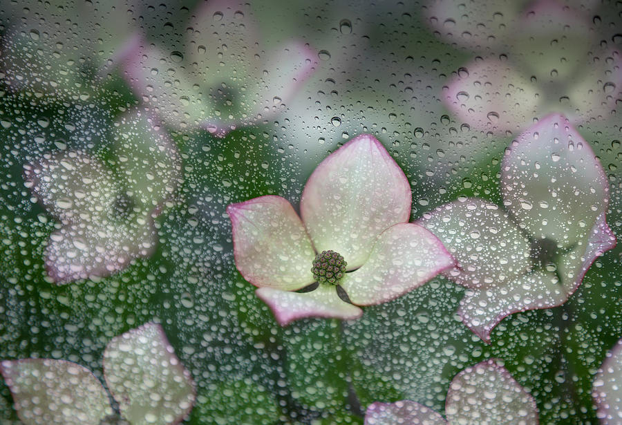 Raindrops On Glass With A View Of Pink Photograph by Debra Brash