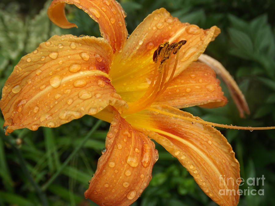 Raindrops on Golden Lily Photograph by Lingfai Leung