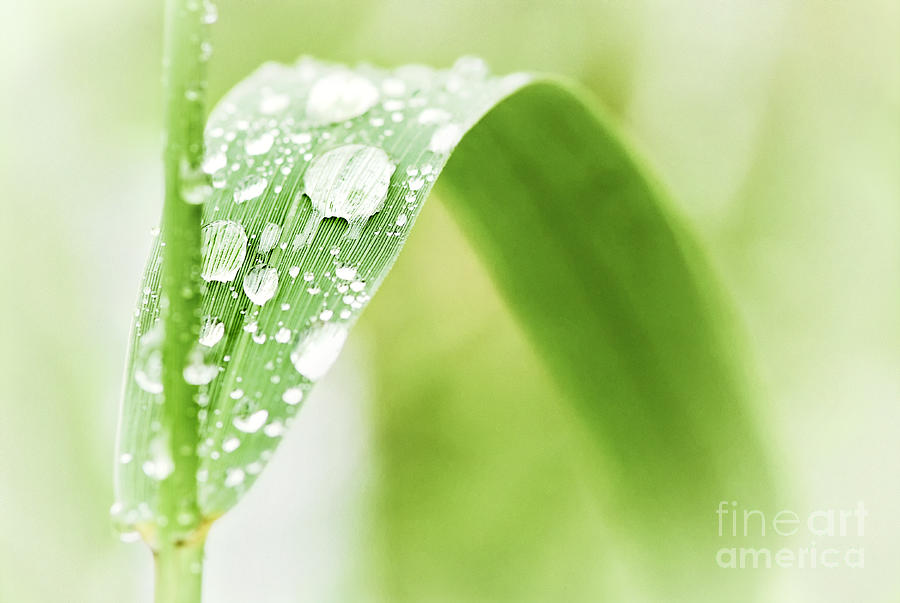 Raindrops on grass 6 Photograph by Elena Elisseeva