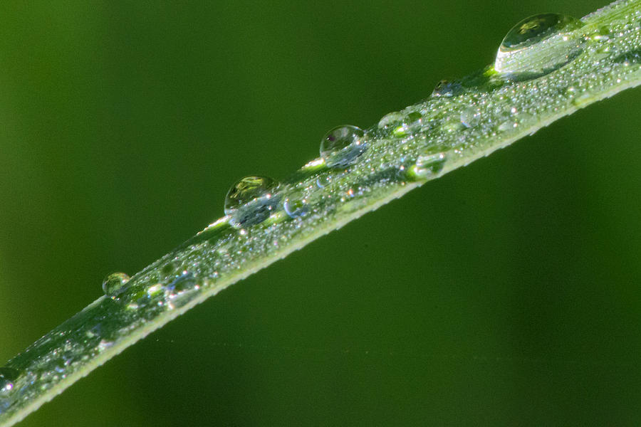 Raindrops on green background Photograph by Steve Samples - Fine Art ...