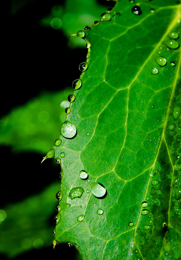 Raindrops On Green Leaf Photograph by Andreas Berthold