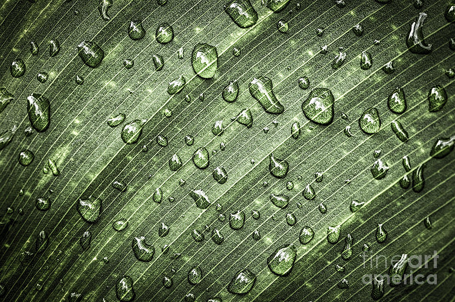 Nature Photograph - Raindrops on green leaf 3 by Elena Elisseeva