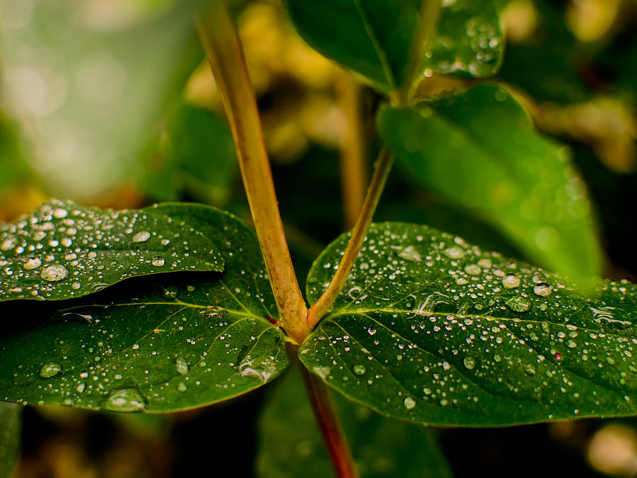 Nature Photograph - Raindrops On Green Leaves II by Marco Oliveira