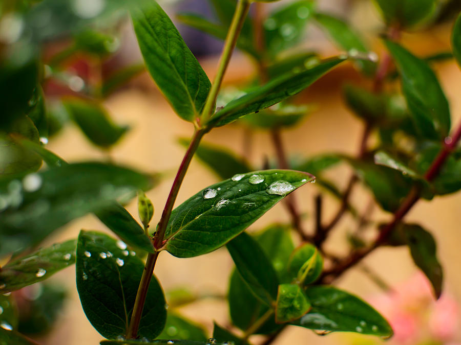 Raindrops On Green Leaves IIi Photograph