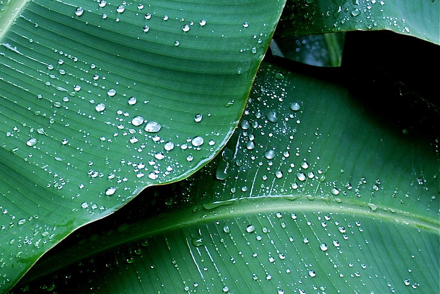 Summer Photograph - Raindrops on Green Leaves by M E Wood