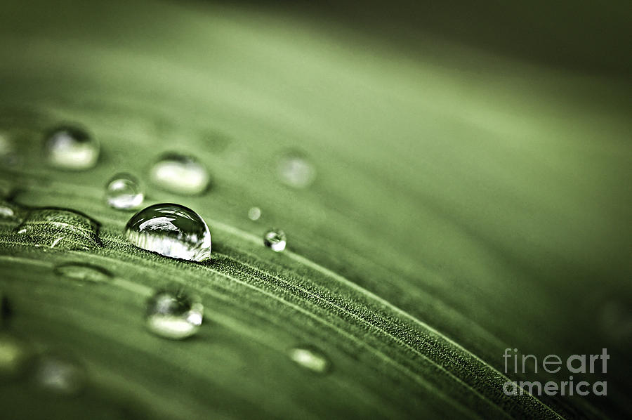 Raindrops on leaf 1 Photograph by Elena Elisseeva