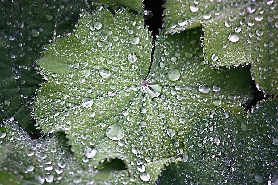 Raindrops on Leaf Photograph by Jenny Hudson