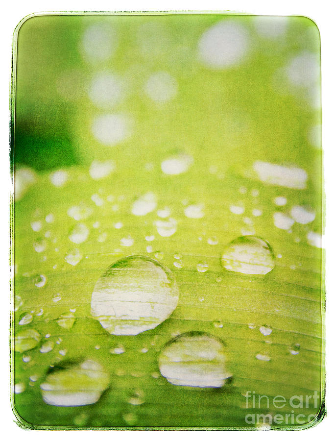 Raindrops on Leaf Photograph by Lenny Carter