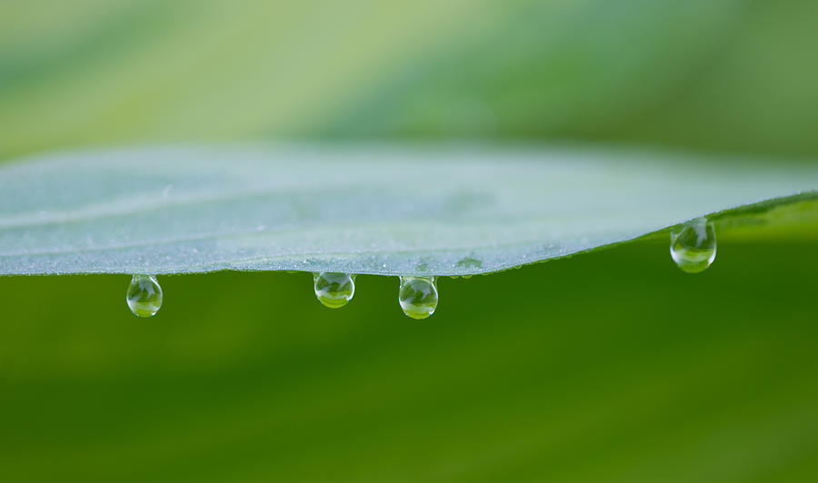 Raindrops On Leaf Photograph by Michael Lustbader