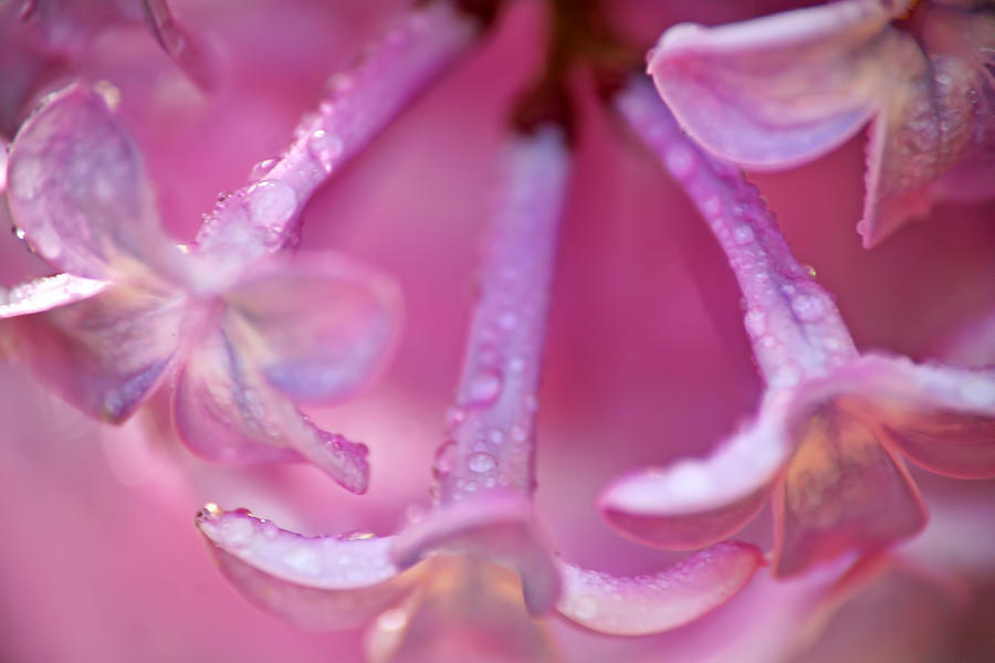 Raindrops on Lilacs Photograph by Peggy Collins