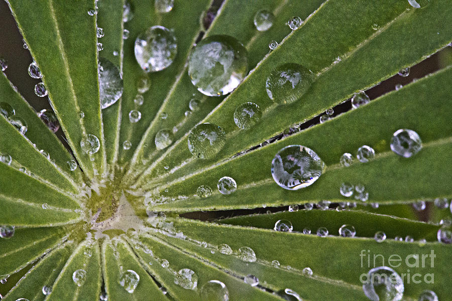 Raindrops on Lupin Leaf Photograph by Heiko Koehrer-Wagner