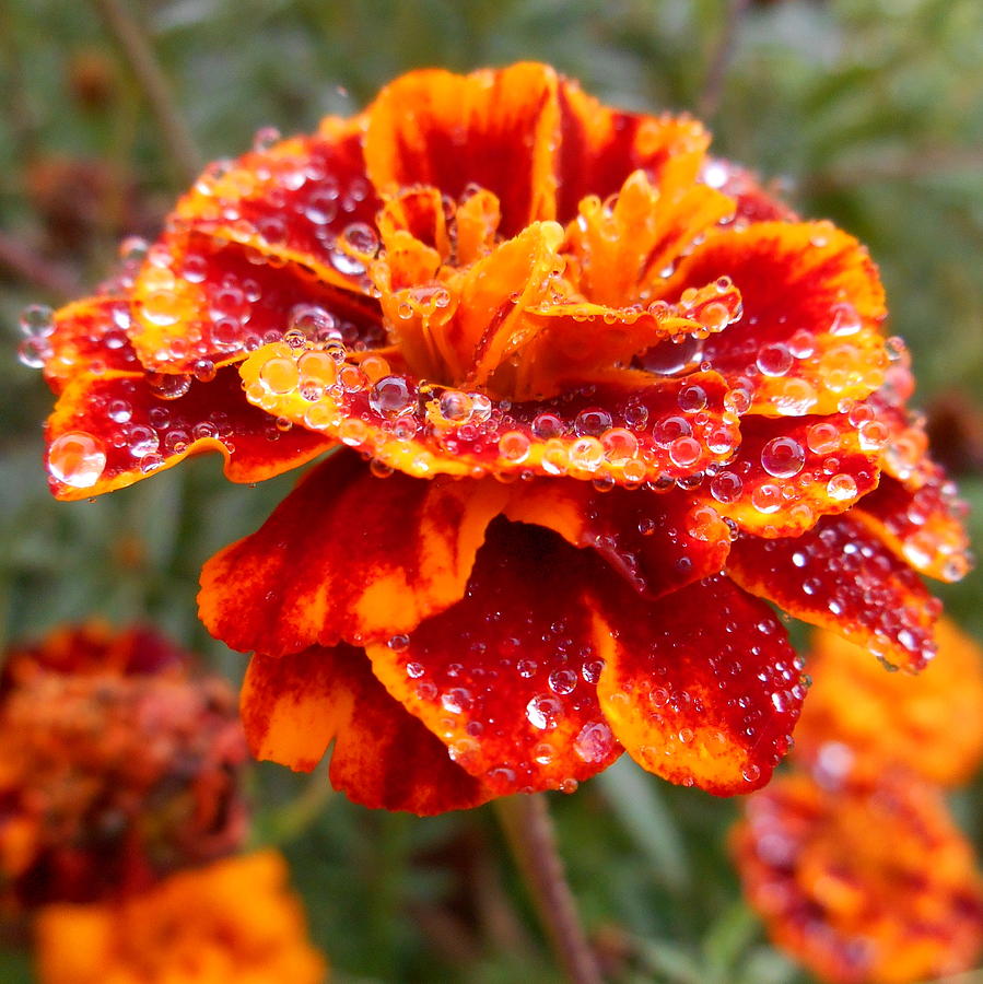 Raindrops on Marigolds Photograph by Diannah Lynch