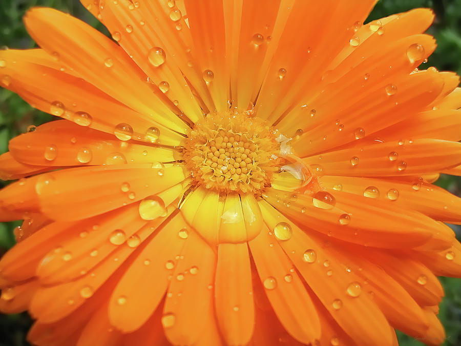 Raindrops on Orange Daisy Flower Photograph by Jennie Marie Schell