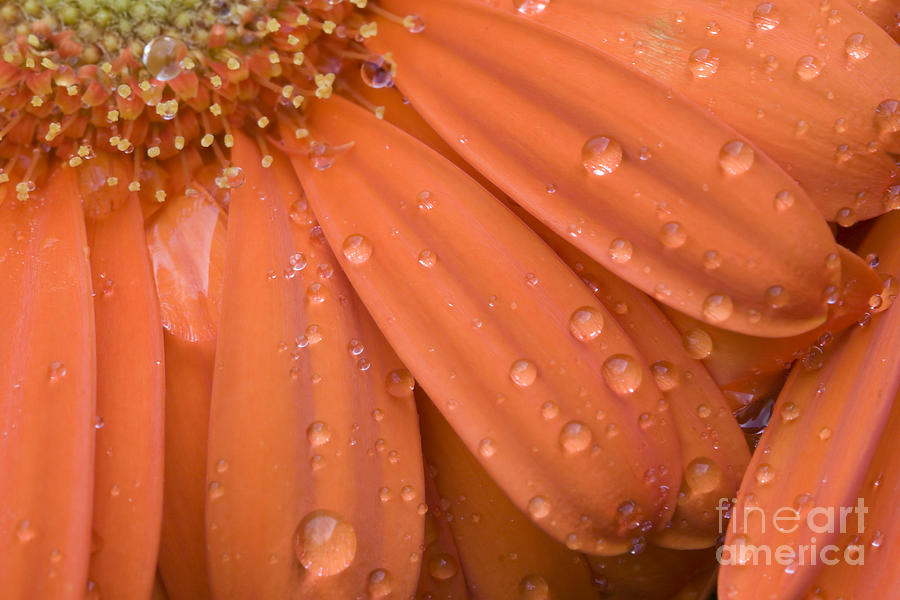 Daisy Photograph - Raindrops on Orange Daisy Petals by Jill Lang