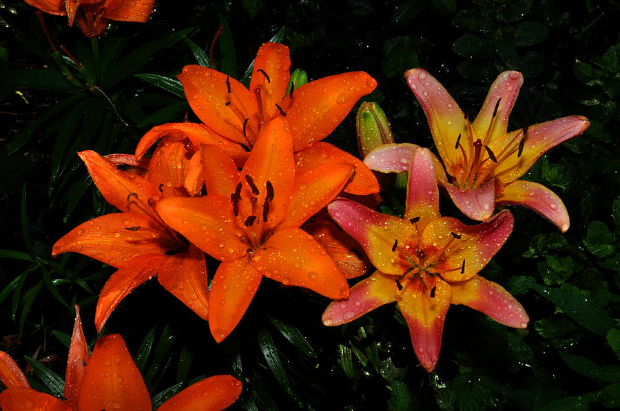 Raindrops on orange lilys Photograph by Diane Lent