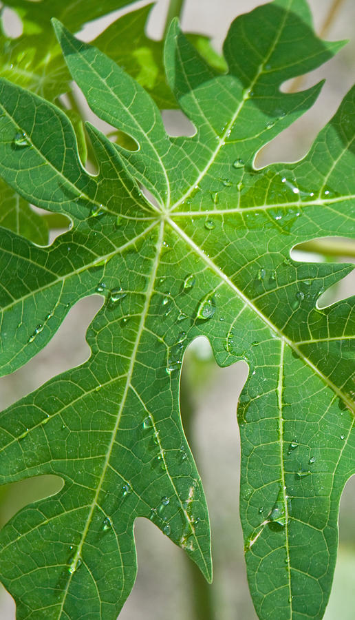 Nature Photograph - Raindrops On Papaya Tree Leaf, La by Panoramic Images