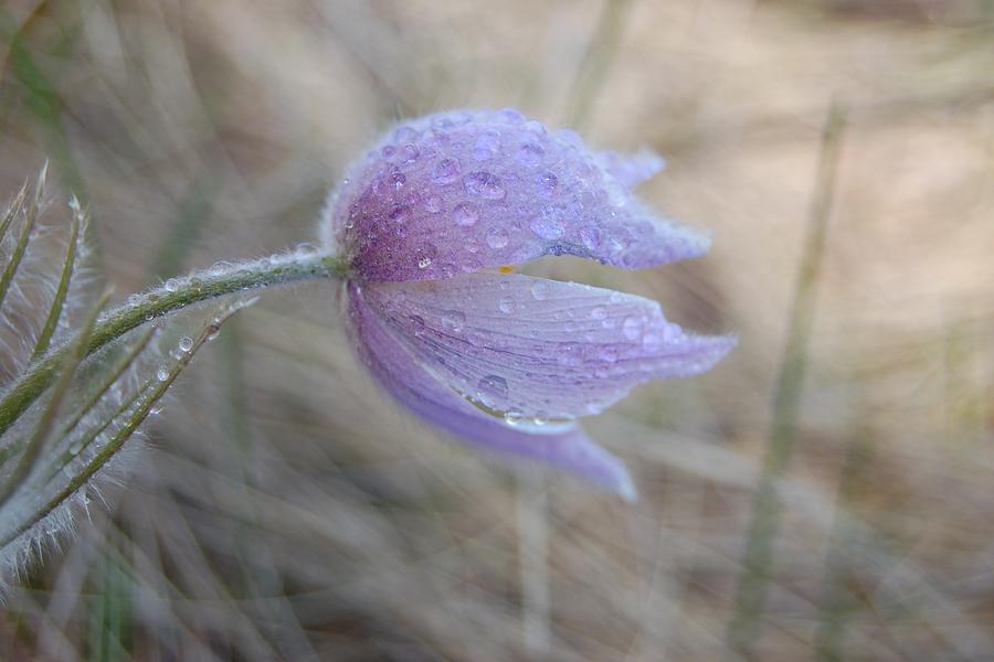 Raindrops on Pasqueflowers Photograph by Greni Graph