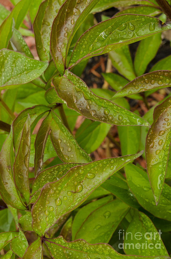 Raindrops on Peony Leaves Photograph by Deborah Smolinske