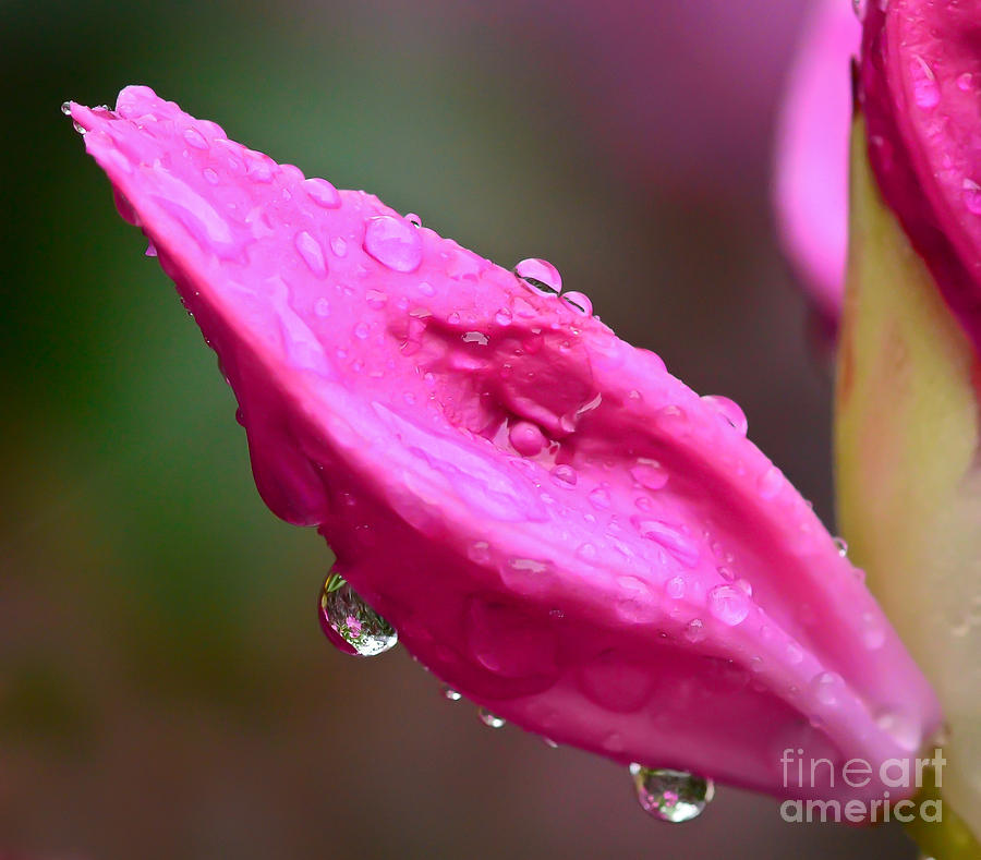 Raindrops on Petals Photograph by Kerri Farley