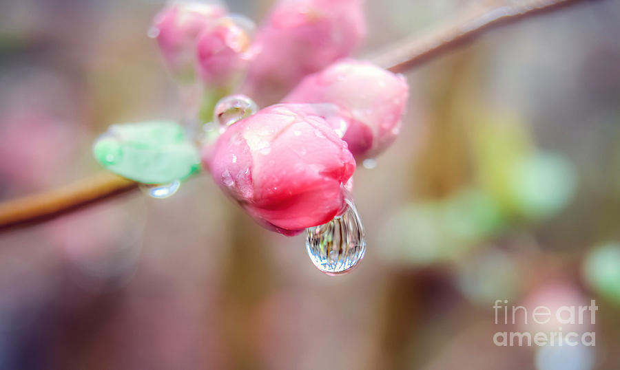 Raindrops on Pink Beauty Photograph by Peggy Franz