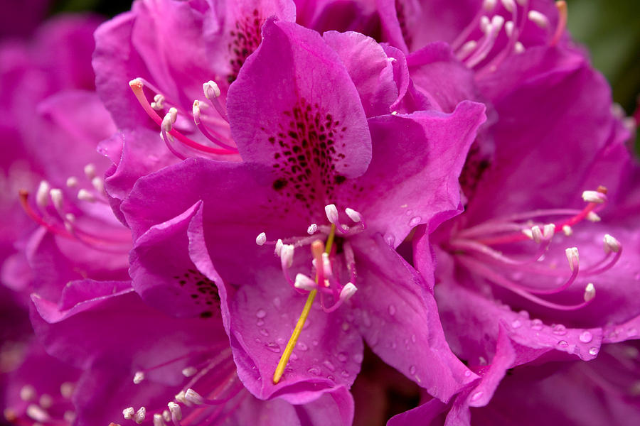 Raindrops on Pink Petals Photograph by John Daly