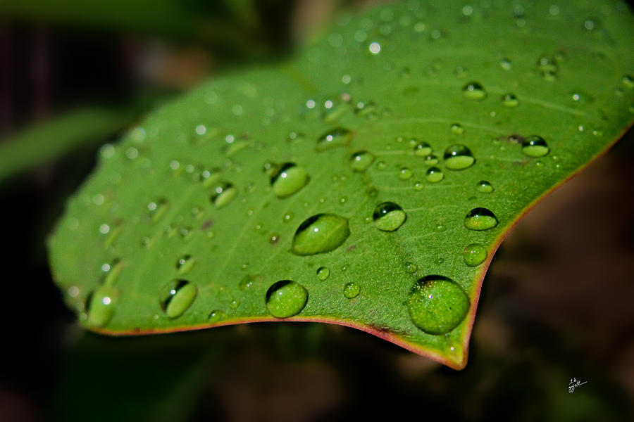 Raindrops on Plumeria Leaf Photograph by TK Goforth