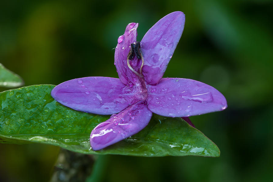 Raindrops on Purple Petals Photograph by Paul Johnson