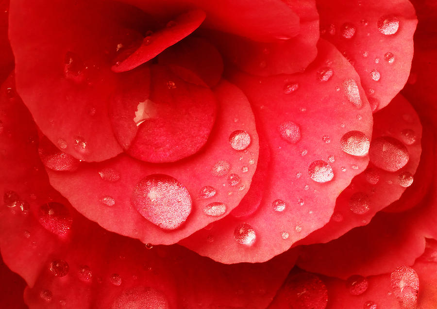 Raindrops on Red Begonia Photograph by Jim Hughes