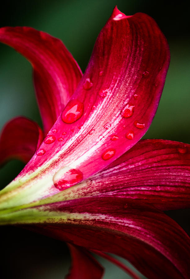 Raindrops On Red Petals Photograph by Parker Cunningham