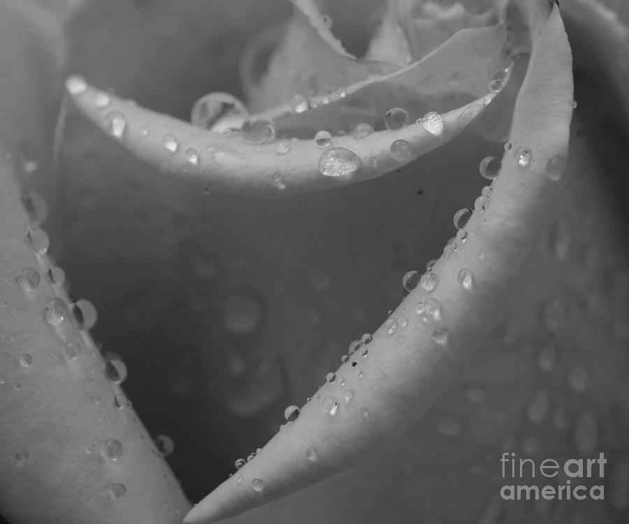 Raindrops on rose 2 Photograph by Inge Riis McDonald