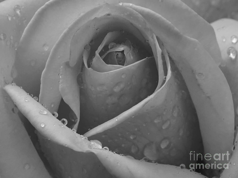 Raindrops on rose Photograph by Inge Riis McDonald
